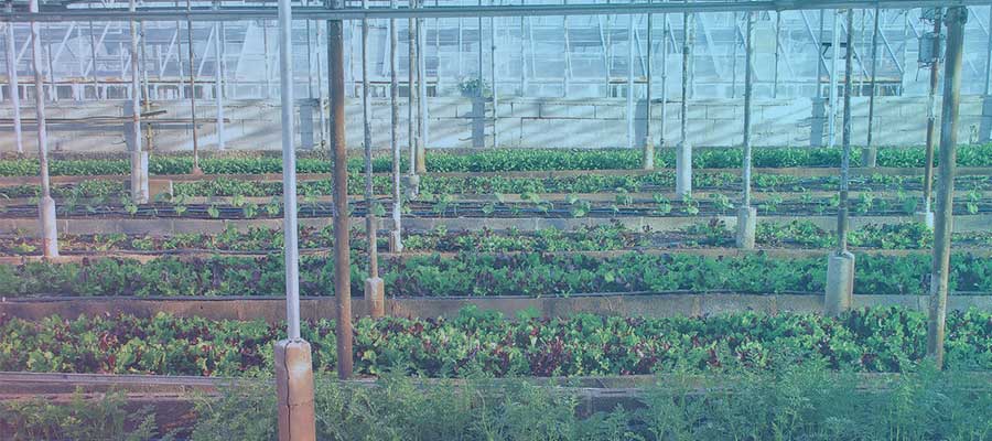 smart agriculture